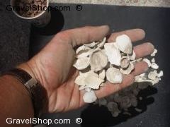 Crushed Coquina Small Shells White